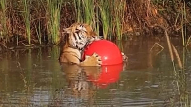Video Of Tiger Sunbathing Along With Toy Ball Is Too Cute For Words