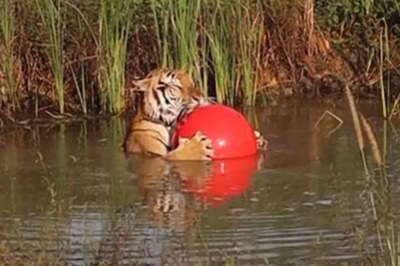 Video Of Tiger Sunbathing Along With Toy Ball Is Too Cute For Words
