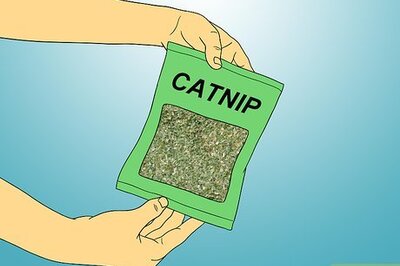 How to Make Catnip Spray