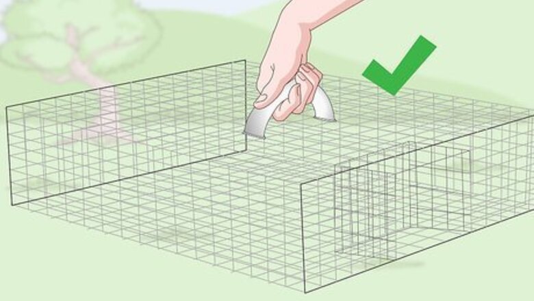 How to Catch Quail