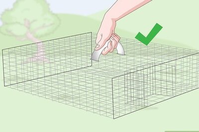 How to Catch Quail