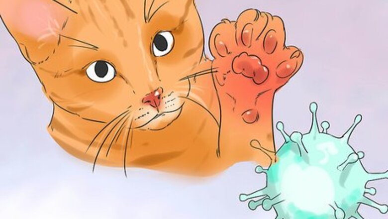 How to Prevent Cat Scratch Disease