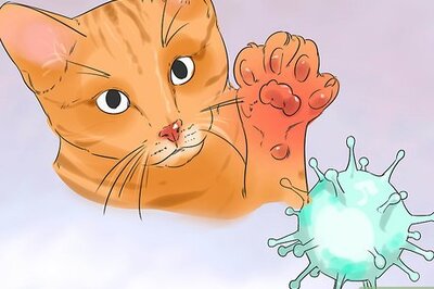 How to Prevent Cat Scratch Disease