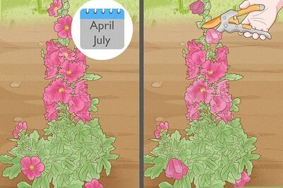 How to Prune Hollyhocks (When & How to Cut Back Hollyhocks)