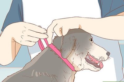 How to Keep a Dog from Licking a Wound