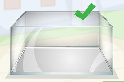 How to Care for Land Hermit Crabs