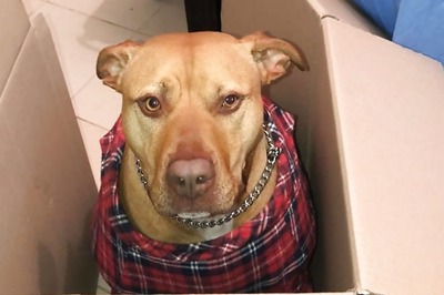 Delhi Man Shot Dead for Hurling Stones at Dog