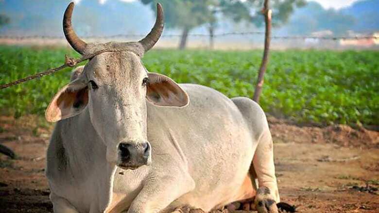 Three-Month Pregnant Cow 'Raped' in Andhra Pradesh, Left Tied to a Tree