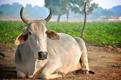 Three-Month Pregnant Cow 'Raped' in Andhra Pradesh, Left Tied to a Tree