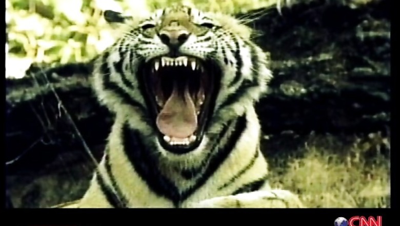 Third tiger found dead near Corbett in a week