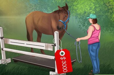 How to Maintain Healthy Weight for a Horse