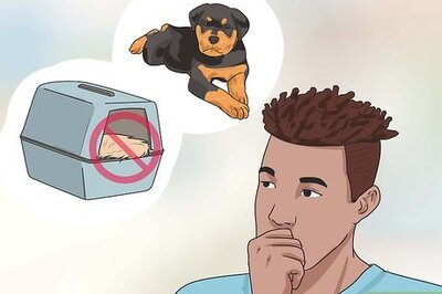 How to Bring a Pet Into the United States from Another Country