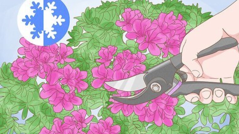 How to Trim Shrubs