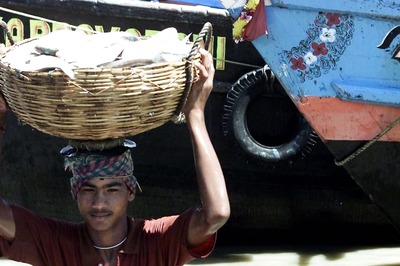 The Curious Case of 'Marked' Hilsas: Researchers Implement Measures to Preserve Famous Bengali Fish