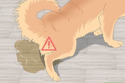 Why Is My Dog Peeing in the Bed? How Can I Get Them to Stop?