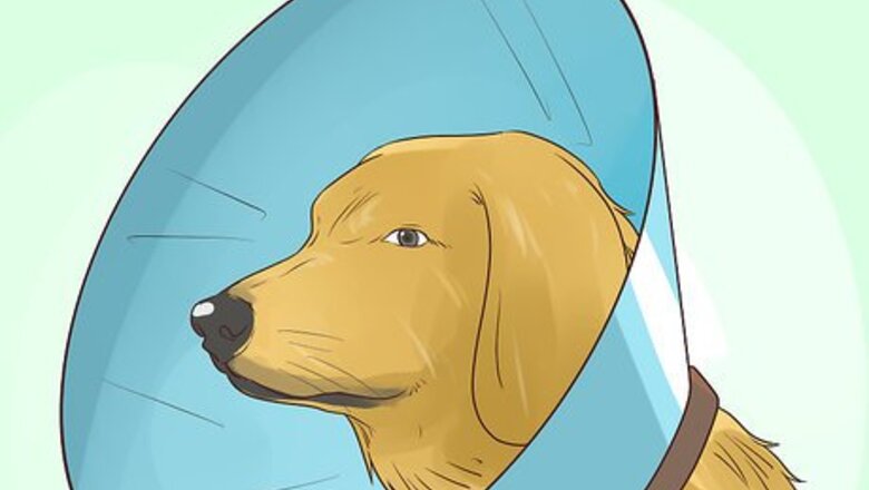 How to Prevent Older Dogs from Creating Lick or Scratch Sores
