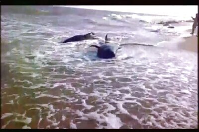 45 whales die after washing up at Tuticorin, scientists search for reasons