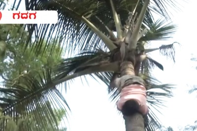 Karnataka Man's Coconut Tree Climbing Skills Earn Him The Sobriquet 'Spiderman'