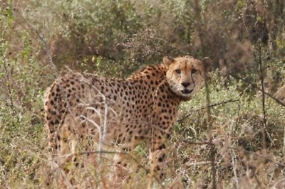 Death of Lone Free-Ranging Cheetah Raises Questions on Release of Remaining Felines at Kuno