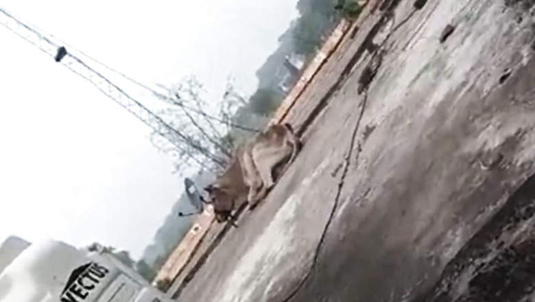 Viral Video: Bull Climbs onto Police Outpost Roof in Uttar Pradesh, Causes Panic
