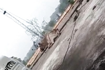 Viral Video: Bull Climbs onto Police Outpost Roof in Uttar Pradesh, Causes Panic