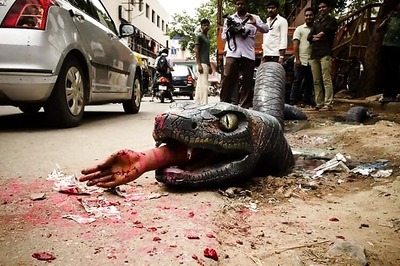 Artists use crocodiles, anacondas to draw BBMP's attention to pathetic condition of roads across Bengaluru