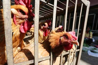 Bird Flu Outbreaks Raise Alarm, But Human Risks Still Low: WHO