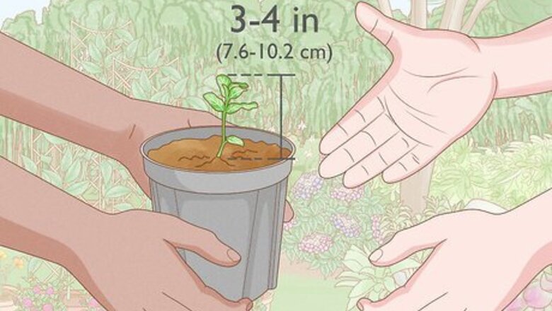How to Grow Mint Indoors