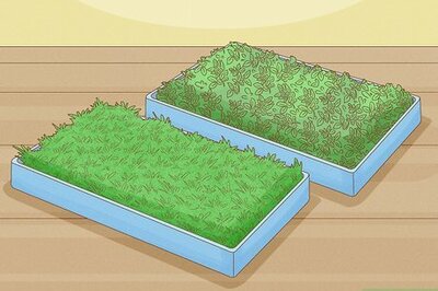 How to Grow Hay