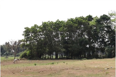 Villages in Odisha Grow Mini Forests Over 50 Acres to Fight Climate Change