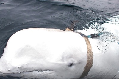 Hvaldimir, The Celebrated 'Russian Spy' Whale, Found Dead In Norway