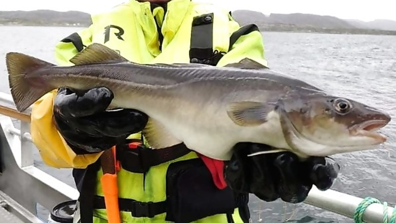 Farmed Cod And Chips? Norway Revives Bid To Breed Species At Risk In Wild