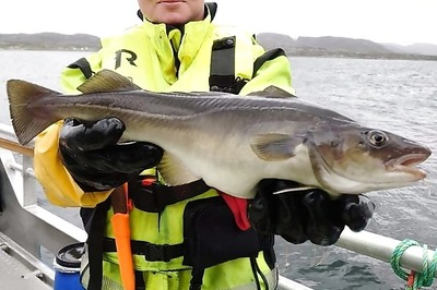 Farmed Cod And Chips? Norway Revives Bid To Breed Species At Risk In Wild