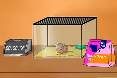 How to Give a Mouse or Other Small Rodent Oral Medication