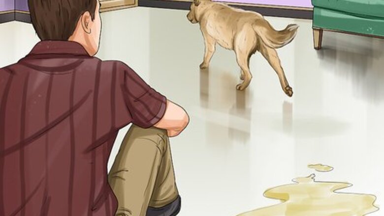 How to Treat Canine Incontinence