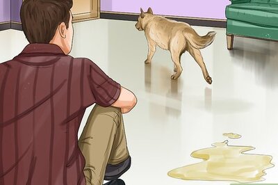 How to Treat Canine Incontinence