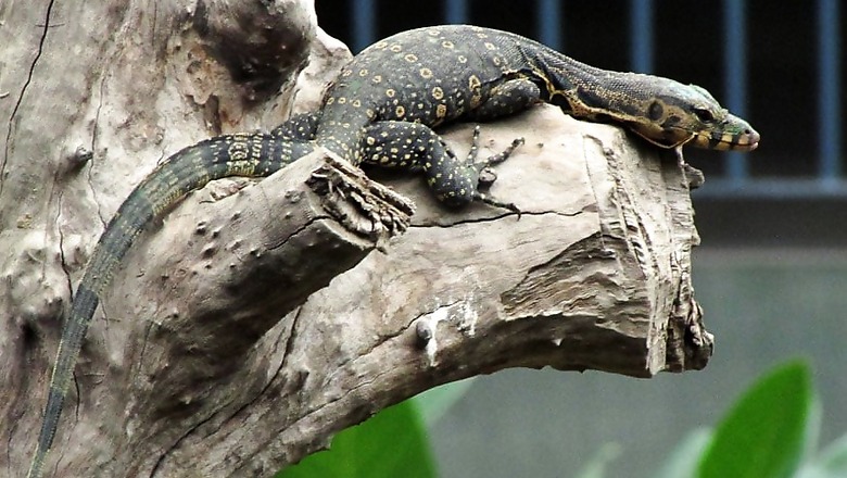Invasion of Big, Voracious Lizards Threatens US South