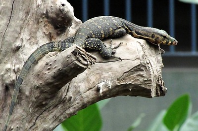 Invasion of Big, Voracious Lizards Threatens US South