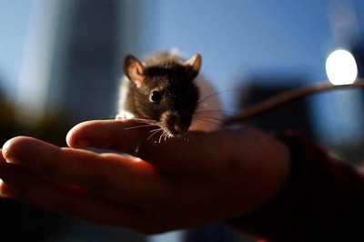 Rat in Gravy Served at Three-star Hotel, Video Goes Viral