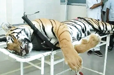 Tigress Avni Killing: SC Seeks Maharashtra Govt Response on Claims Over Reward