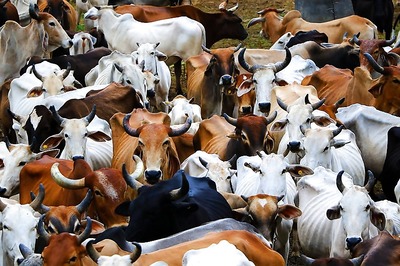 Lucknow Municipal Corporation to Donate 4,500 Cows to Rearers