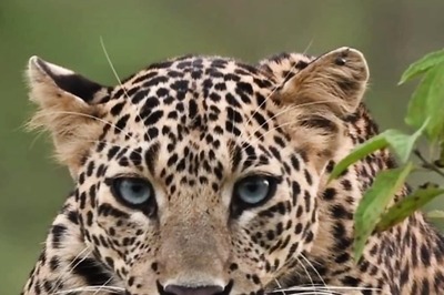 Delhi: Leopard Spotted in Sainik Farms; Police, Forest Dept Launch Search Operation