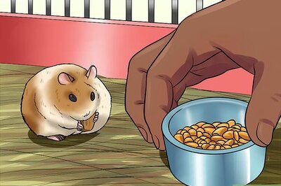 How to Tame an Older Hamster