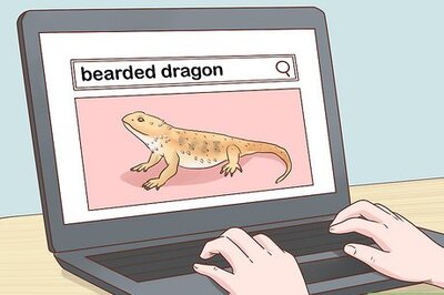 How to Care for Bearded Dragons