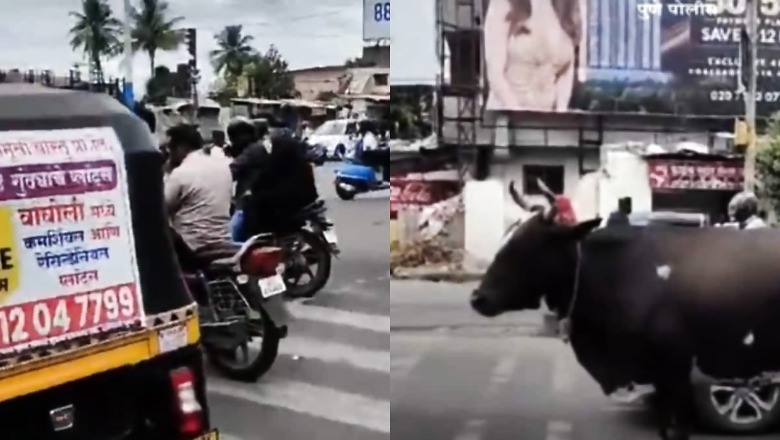 'Don't Moo-ve Forward': Pune Police's Traffic Rule Reminder Features An 'Obedient' Cow