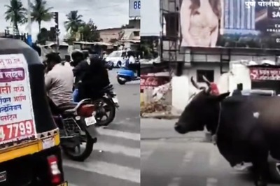 'Don't Moo-ve Forward': Pune Police's Traffic Rule Reminder Features An 'Obedient' Cow