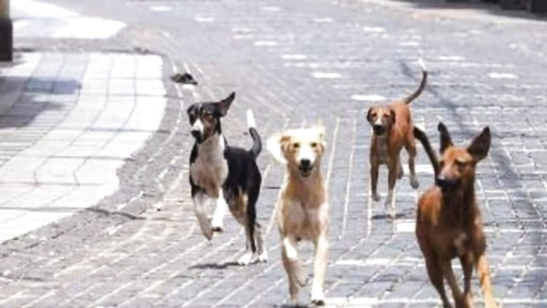 10 School Children Bitten by Rabid Dog in UP Village