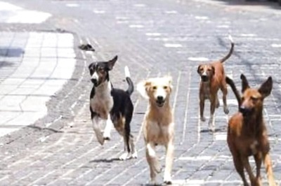 10 School Children Bitten by Rabid Dog in UP Village