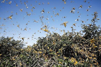 Centre Takes Various Measures to Prevent Crop Losses Due to Locust Attacks