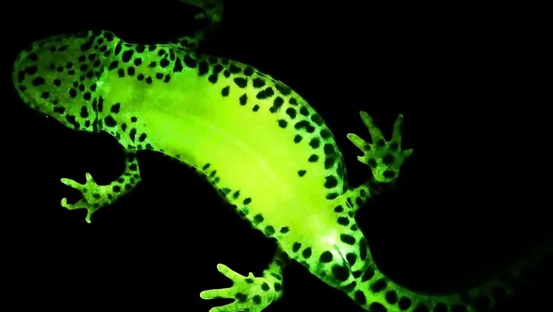 Maharashtra CM's Son Tejas Thackeray and Team Discover New Lizard Species